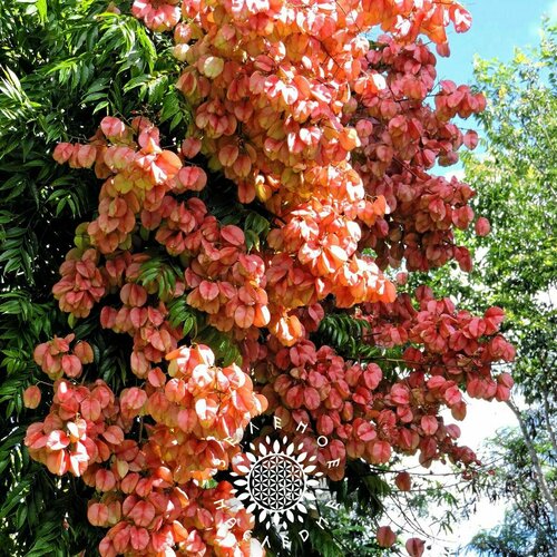 ������ ������ ������ ������������ ����������� - ������� ������ (���. Koelreuteria paniculata) 25�� ����