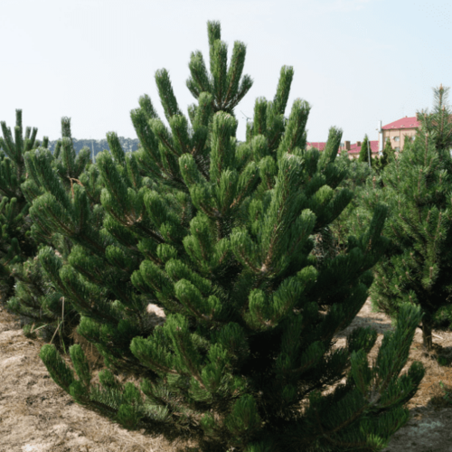 ������ ������ ����� ������ (1 �������) ����