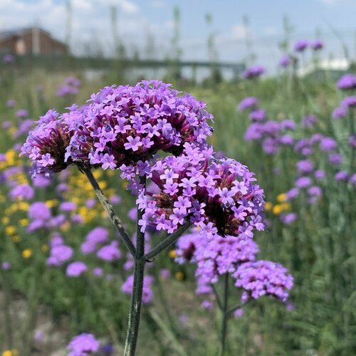 ������ ������ ������� ���������, ������ ����