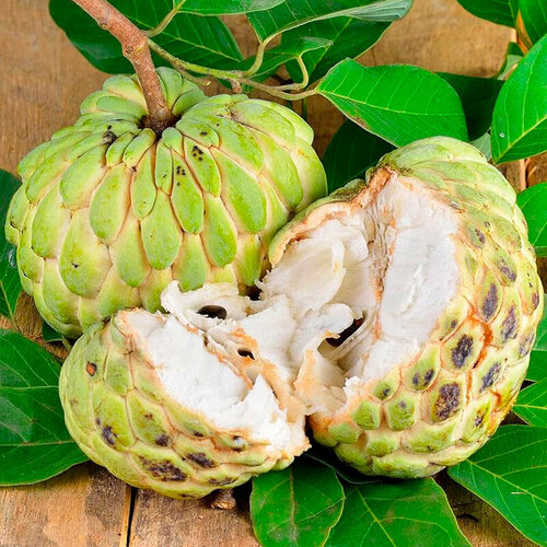 ������ ������ �������� ������ ������, ������, 5 �� ����