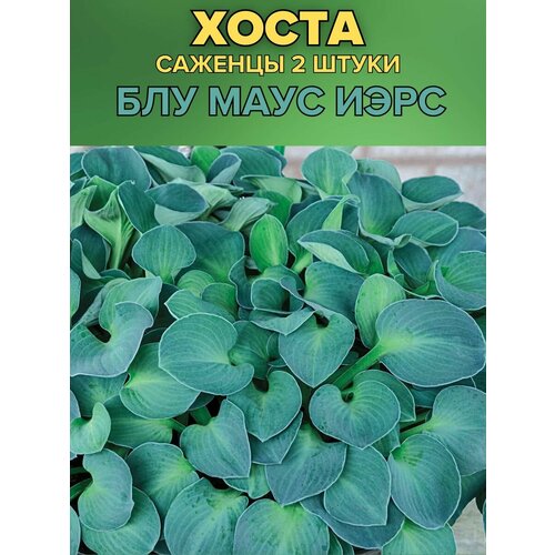 ������ ������ ����� �������, ����������� �������� 2����� ����