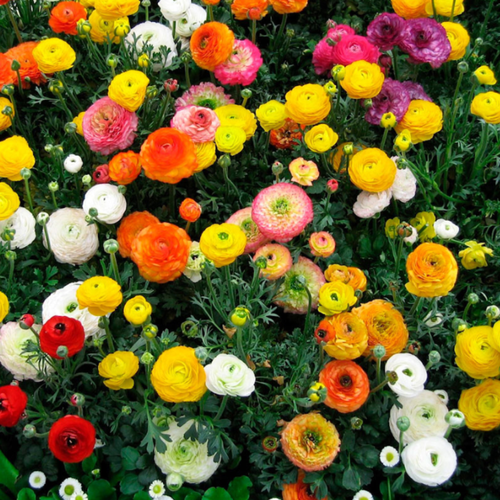 ������ ������ �������� ������, chipollino flowers, ���������� MIXED (20 �������) ����