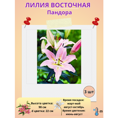 ������ ������ ����� ��������� �������, ����������� ����� ����