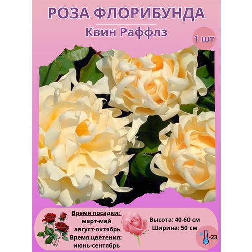 ������ ������ ���� ���������� ���� ������, ����������� ����� ��� ���� ����