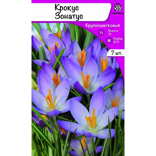 ������ ������ ������ ������� (�������) 7 ������� 8/9 ����