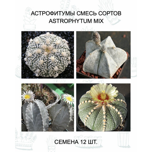 ������ ������ ����������� MIX ������ 12 ��. ����