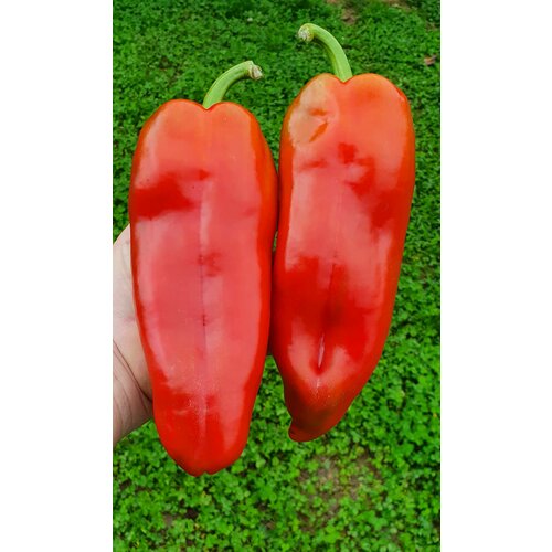 ������ ������ ������ ����� ������� �'�������� (D'artanian) / Seeds And Goods / � �������� zip-lock ��� ���������� 15 ����� ����