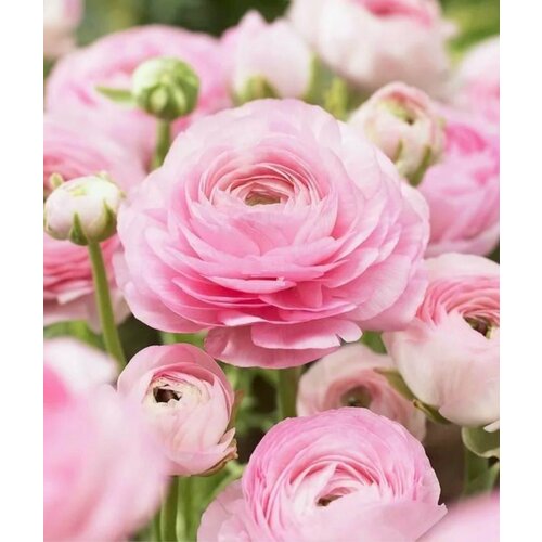 ������ ������ ������� ����������� (�����) ������� 15��. ����