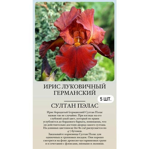 ������ ������ ���� ���������� �������� ����������� �������� ����