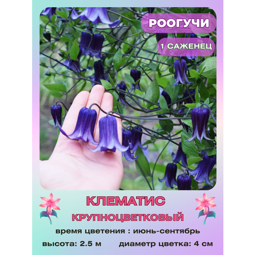 ������ ������ �������� ������� ����