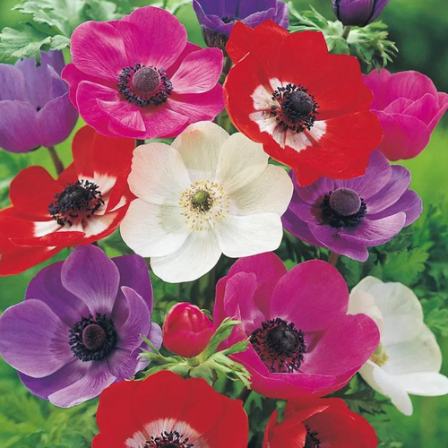 ������ ������ ������� DE CAEN MIX (10 �������) ����