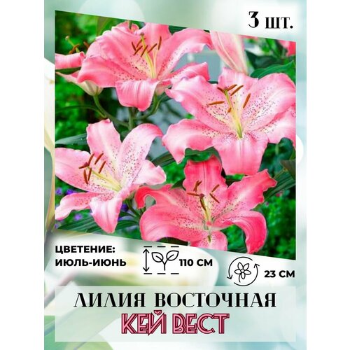 ������ ������ ����� ��������� ��� ����, �������� 3 ����� ����