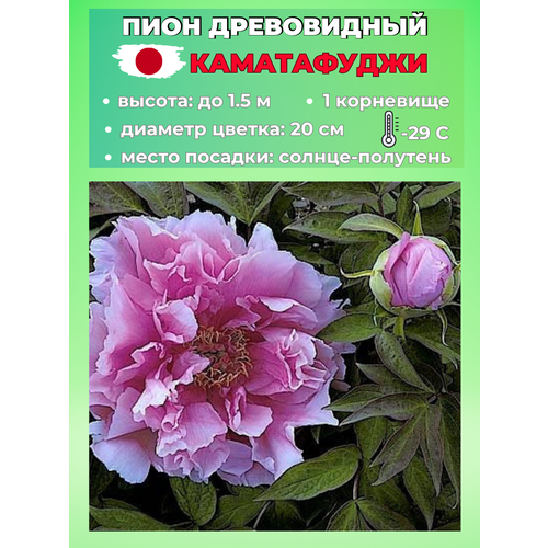 ������ ������ ���� ����������� �����������, ������� 1 ����� ����