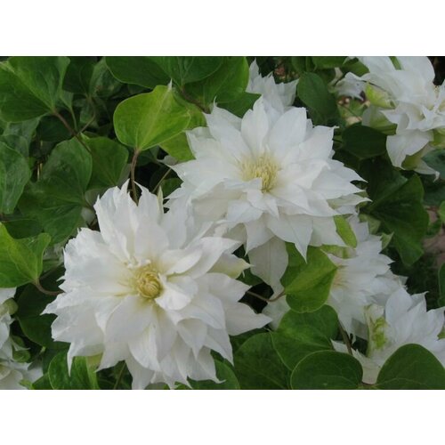 ������ ������ ������ �������� ��������������� ������ ���� 0,05 � (1 ��������) ����