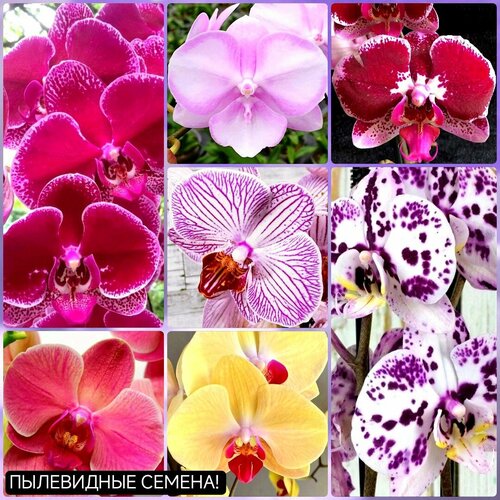 ������ ������ ������ ������� ���������� ����� ������ 