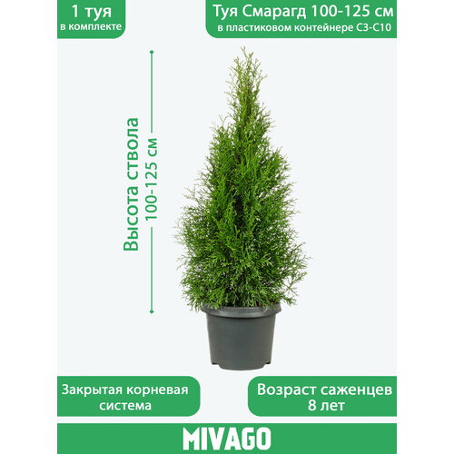 ������ ������ ��� �������� ������� 100-125 ��, � ����������� ���������� 3-10 �, ������� ����