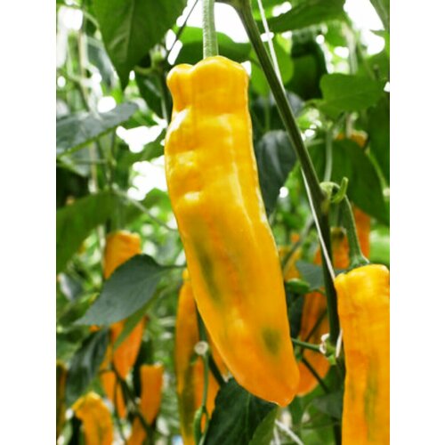 ������ ������ ������ ������� ����� ������� ������, 5 ���� ����