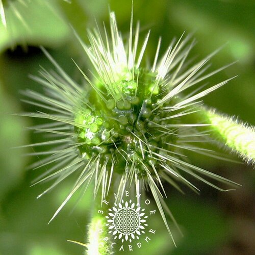 ������ ������ ������ ����� ������������ (���. Urera baccifera) 15 �� �� Green Legacy ����