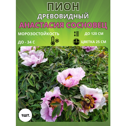 ������ ������ ���� ��������� �������� 1 ��. ����