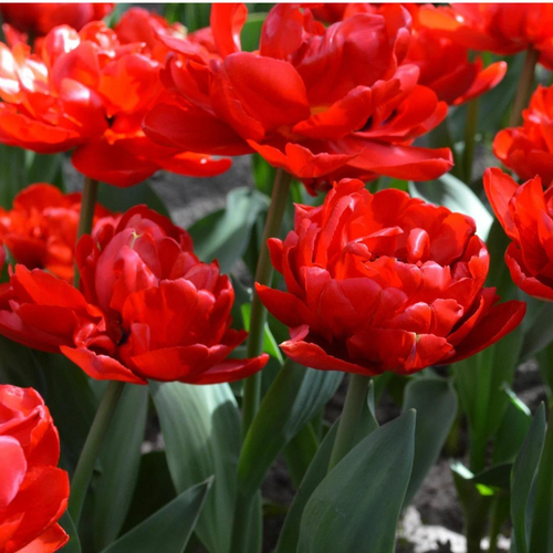 ������ ������ ������� ABBA (5 �������) ����