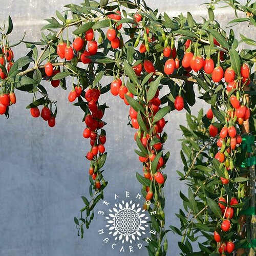 ������ ������ ������ ����� - ������ ��������� (���. Lycium chinense) 50�� �� Green Legacy ����