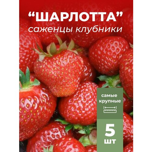 ������ ������ �������� ����� ������������� ��������, �������/��������� �������� 5 �� ����