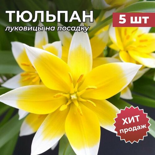 ������ ������ �������� �������� �� ������� 