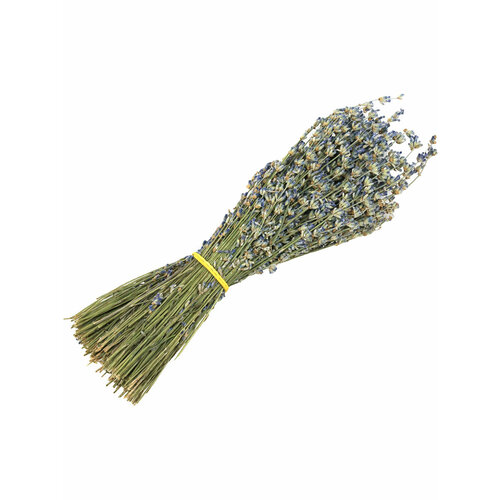 ������ ������ ����� �������� ���� �����, �� �������, ��� ����, ������ 2024 ����