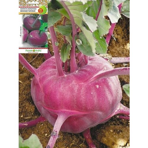 ������ ������ ������� ������� �������� 