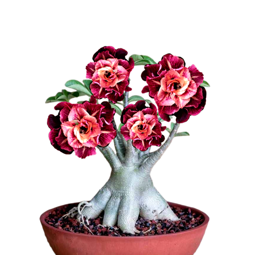 ������ ������ ������������ ������ ������� Raksikon 3 ��. ����