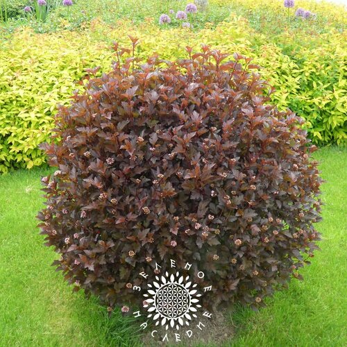 ������ ������ ������ ������������� ������������� ���� 4 ����� (���. Physocarpus opulifolius) 50 �� ����