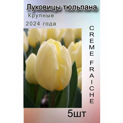 ������ ������ �������� �������� Creme Fraiche ( 5 ��) ����