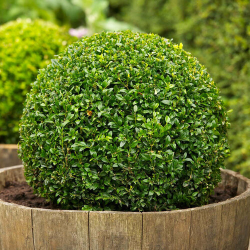 ������ ������ ������ ������������ ���������, ������, 30 �� ����