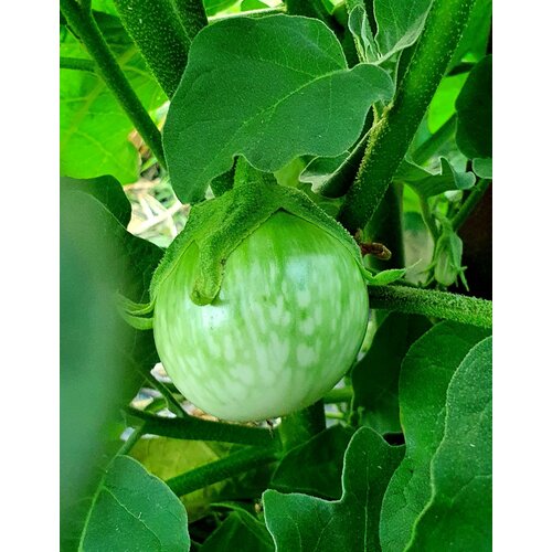 ������ ������ ������ �������� ������� ��� ����� (Thai Chao Prayo) / Seeds And Goods / � �������� zip-lock ��� ���������� 10 ����� ����