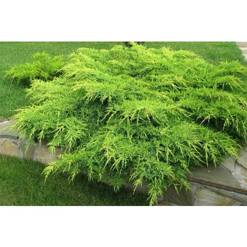 ������ ������ ������������ ������� ����������� �������� ����