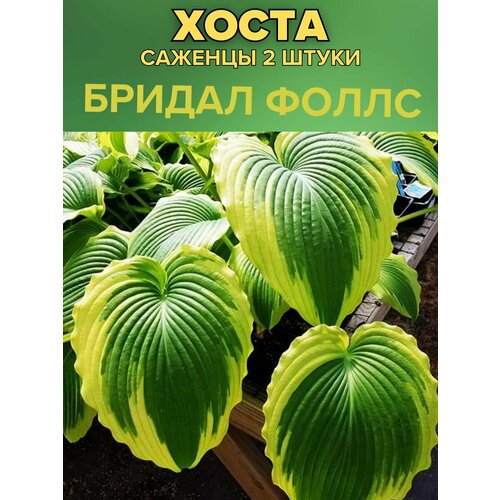 ������ ������ ����� �������, ����������� �������� 2����� ����