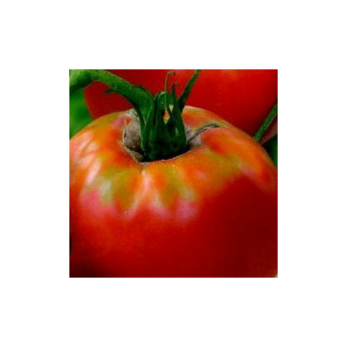 ������ ������ ������ ����� ���������� 20 ��. ����