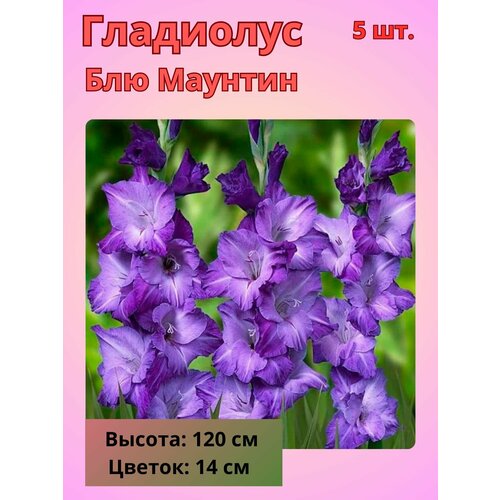 ������ ������ ��������� ��������������� ��� �������, �������� ���������� ����