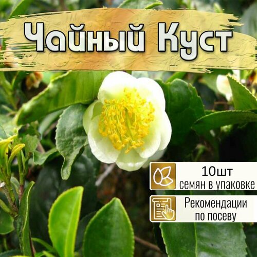 ������ ������ ������ ���� (�������) ������ 10�� ���� 2023 + ������������ �� ������������ (������� ���������) ����