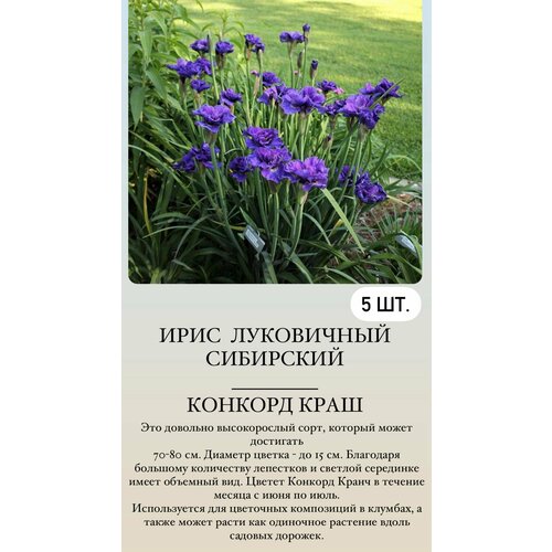 ������ ������ ���� ���������� �������� ����������� �������� ����