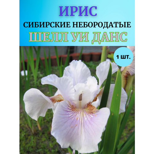 ������ ������ ���� �������� ���� �� ����, ����������� ����� ����