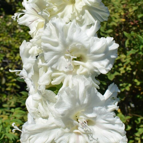 ������ ������ ��������� ����� ������� (3 �� ������� � ��������) ����