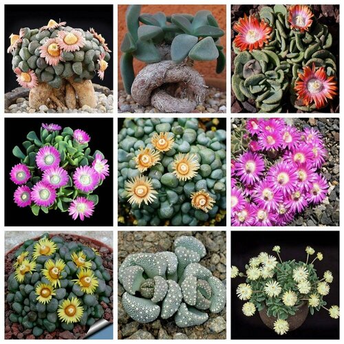 ������ ������ ���������� ���� ������, ����������, �������, ������ ����