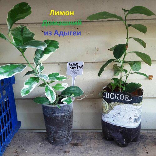 ������ ������ ����� �������� ����������� ���������� ����