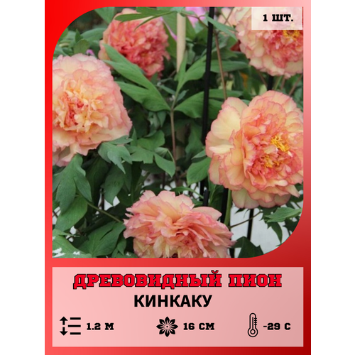 ������ ������ ���� ����������� �������, ������� 1 ����� ����