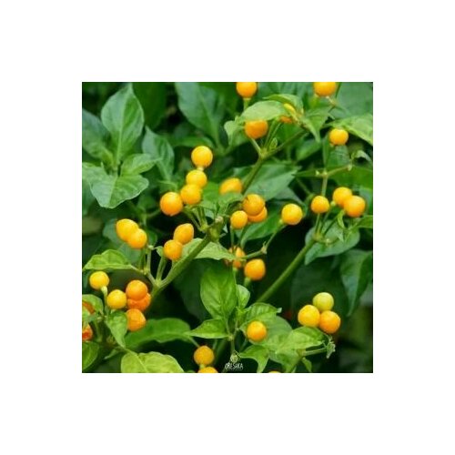 ������ ������ ������ ������ ����� Aji Charapita, 5 ����� ����