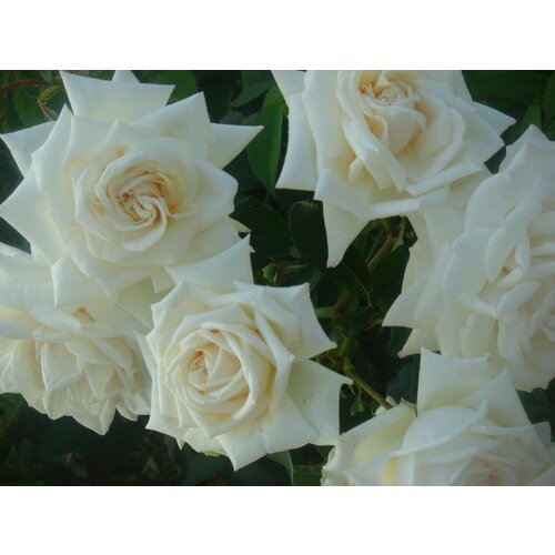 ������ ������ ������ ���� ��������� ��������� (���� ����) 5 ��. (1 ��������) ����