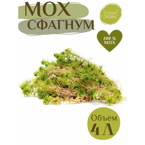 ������ ������ ��� ������� ����� ����