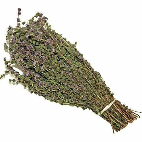 ������ ������ ����� ��� ���� ���� �������� ����