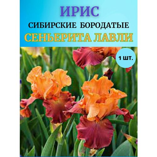 ������ ������ ���� �������� 1 ��, ����������� ����� ����